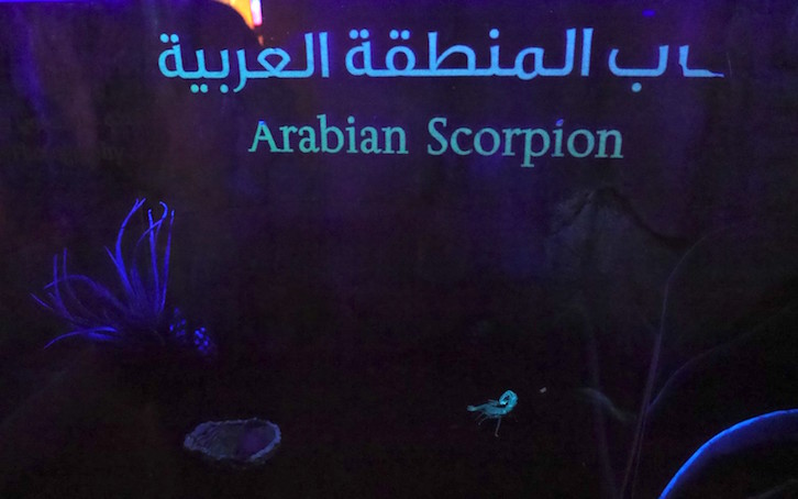 scorpion2
